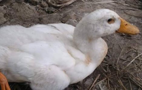Đức Linh (Bình Thuận): Bệnh dịch tả gây chết 10.000 con vịt