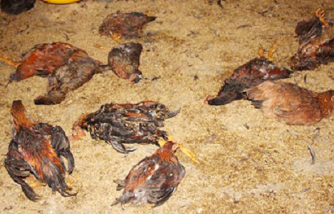 Sóc Trăng: Tiêu hủy 60.000 con gà do thiếu không khí