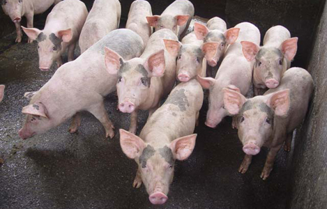 Ảnh hưởng độc tố Fumonisin đến năng suất của lợn thịt