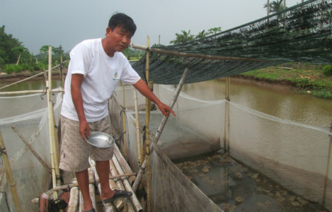 Bí quyết thành công của người có thâm niên 10 năm nuôi ếch Thái Lan