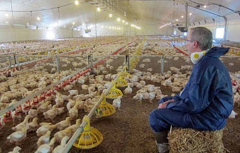 Mỹ: Những tiêu chuẩn phúc lợi dành cho gà thịt