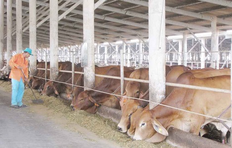 Long An: Hỗ trợ 25.000 liều vắc-xin lở mồm long móng cho đàn gia súc