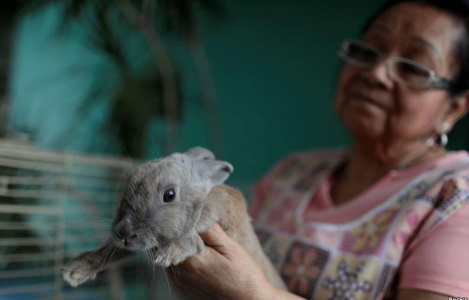 Tổng thống Venezuela kêu gọi nhân dân nuôi thỏ để ăn thịt