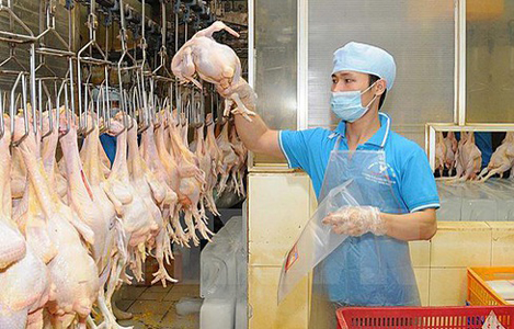 Việt Nam sắp xuất khẩu lô gà chính ngạch đầu tiên sang Nhật