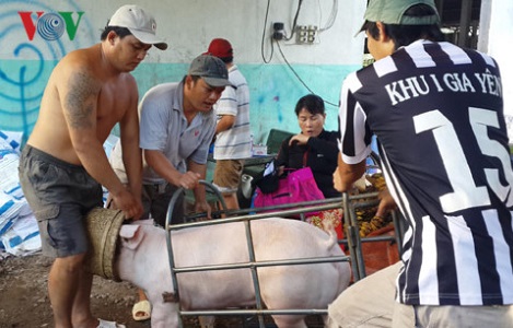 Giá lợn hơi tại Đồng Nai bị ảnh hưởng sau vụ đóng cửa lò mổ Xuyên Á