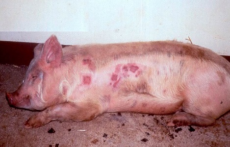 Nhận biết và phòng trị bệnh đóng dấu lợn (Erysipelas suis)