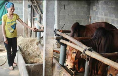 Hưng Yên: Hiệu quả từ chăn nuôi giống bò ngoại