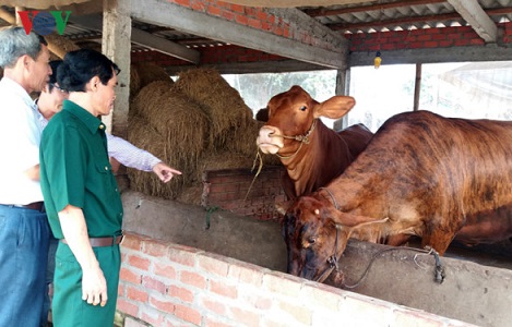 Năm 2016, nông dân tỉnh Bến Tre bán phân bò được khoảng 24 tỷ đồng