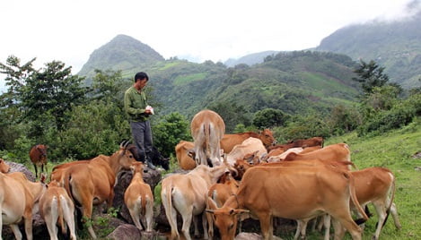 Giá trâu bò giảm mạnh, người nuôi ở miền núi thiệt lớn