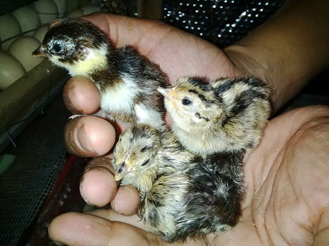 Chim Trĩ Đẻ Bao Nhiêu Trứng, Kỹ Thuật Nuôi Chim Trĩ Sinh Sản - Bẫy chim Sơn  Thọ