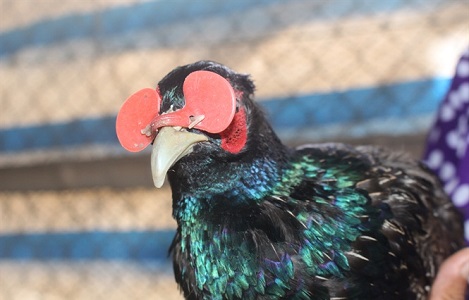 Cách nuôi Chim Trĩ đỏ, chim Trĩ xanh, chim Trĩ 7 màu sinh sản hiệu quả -  YouTube