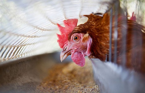 Tìm hiểu về chu trình canxi hàng ngày ở gà đẻ