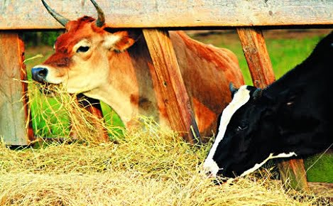 6 cách chế biến, dự trữ thức ăn cho gia súc mùa mưa lạnh