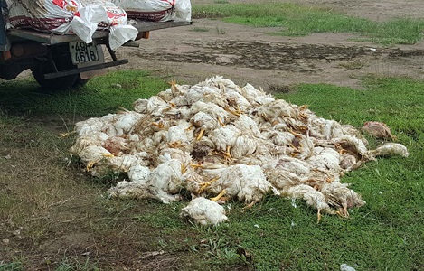 Bình Phước: Bắt quả tang xe tải chở hơn 600 kg gà chết bốc mùi hôi thối