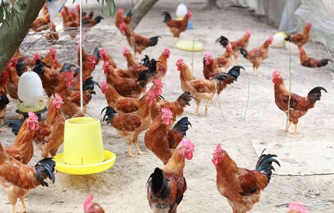 Cách nuôi gà thả vườn cho hiệu quả kinh tế cao