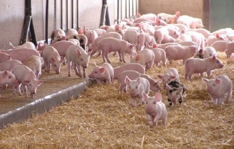 Giá heo hơi hôm nay 26/10: Giá lợn hơi mới nhất giảm kỷ lục ở Đồng Nai