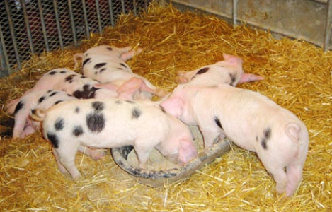 Xác định tỷ lệ tiêu hóa protein và axit amin hồi tràng biểu kiến trên lợn của một số nguyên liệu TACN ở Việt Nam