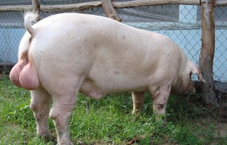 Ảnh hưởng của số lượng vú ở lợn đực Landrace đến số con sinh ra còn sống
