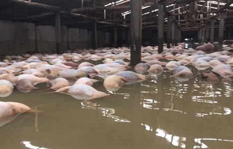 Số lượng lợn chết trong trại bị ngập lụt tăng lên 6.000