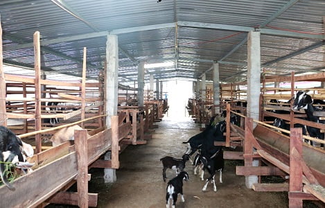 Ayun Pa (Gia Lai): Hiệu quả từ mô hình chăn nuôi gia súc nhốt chuồng