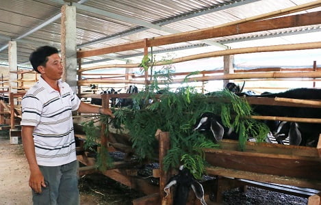 Ayun Pa (Gia Lai): Hiệu quả từ mô hình chăn nuôi gia súc nhốt chuồng