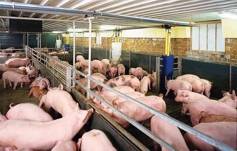 Giá lợn hơi mới nhất 12/10: Giá lợn hơi giảm ở miền Bắc và miền Trung