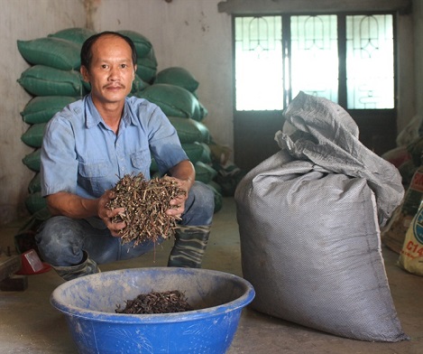 Nam Định: Nuôi lợn sạch bằng thảo dược quy mô lớn