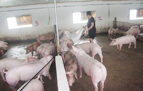 Bắc Giang: Tăng hơn 40 nghìn con lợn