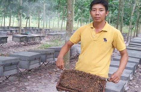 Người gắn bó với nghề nuôi ong mật