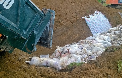 Thanh Hóa: Đã xử lý xong hàng nghìn con lợn bị chết đuối do lũ