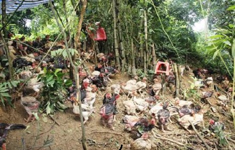 Đồng Phong (Ninh Bình): Nhiều trại gà mất trắng do mưa lũ