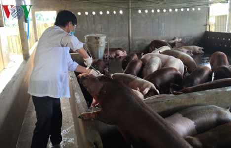 Người chăn nuôi lợn ở Tiền Giang, Bến Tre lỗ trên 300.000 đồng/tạ