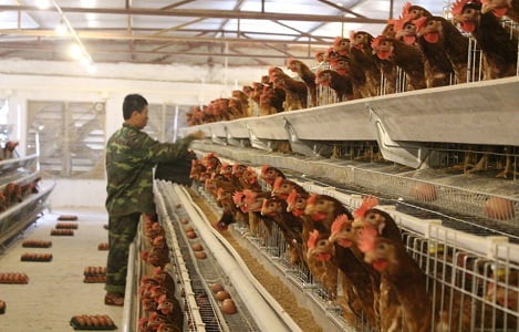 Hội Chăn nuôi Việt Nam: Kiến nghị Chủ tịch Quốc hội và Thủ tướng Chính phủ “gỡ khó” cho ngành chăn nuôi