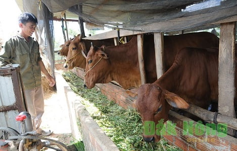 Đắk Nông: Giá bò thịt giảm mạnh: Nông dân Chư Jút vẫn nỗ lực duy trì đàn