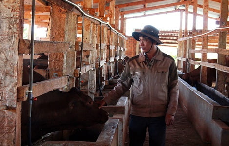 Lâm Đồng: Tỷ lệ đàn bò lai đạt 67% tổng đàn bò thịt