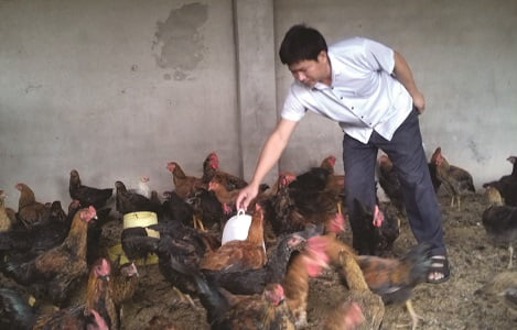 Thu hàng trăm triệu đồng mỗi năm từ nuôi gà thả vườn