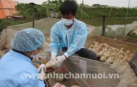 Việt Nam có nguy cơ bị xâm nhiễm vi rút cúm gia cầm cao