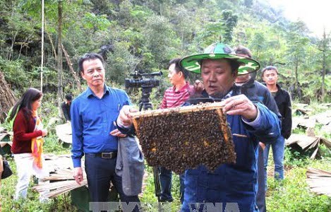 90% sản lượng mật ong được xuất khẩu