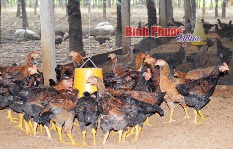Nông dân tăng đàn gà phục vụ thị trường tết