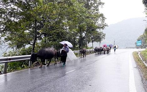 Lào Cai: Người dân Sa Pa khẩn trương đưa gia súc đi tránh rét
