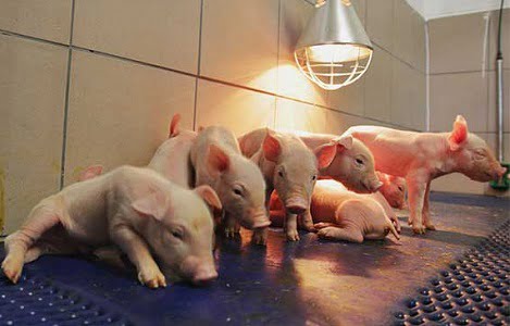  Lợn bị viêm khớp - Nguyên nhân và cách điều trị hiệu quả