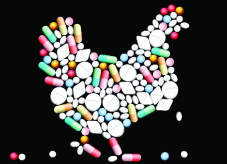 Gà ở ĐBSCL có biểu hiện “nghiện” kháng sinh?