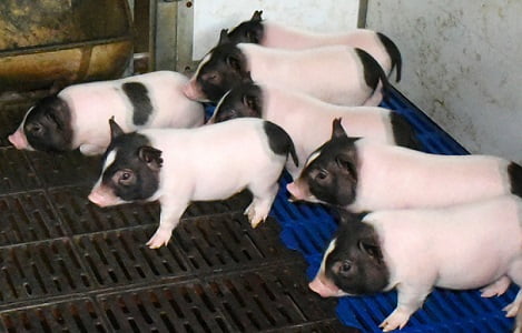 Lợn siêu nạc mới nhờ chỉnh sửa gene