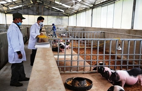 Phát triển đàn lợn bản địa gắn với tiêu thụ sản phẩm sạch ở Lào Cai