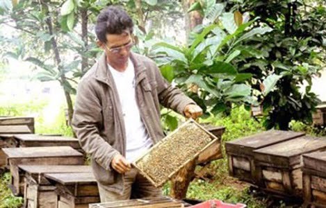 Giá mật ong Việt Nam giảm mạnh