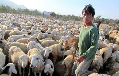 Gắn chỉ dẫn địa lý lên thịt cừu Ninh Thuận