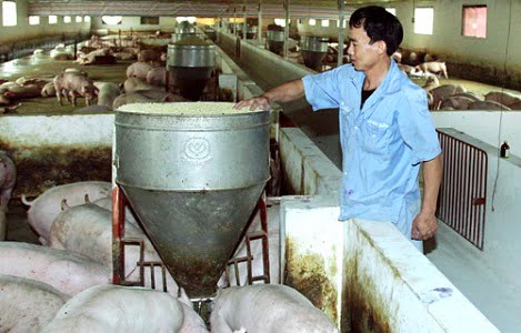 Giá lợn hơi vẫn thấp nhưng quy mô nuôi trang trại tăng