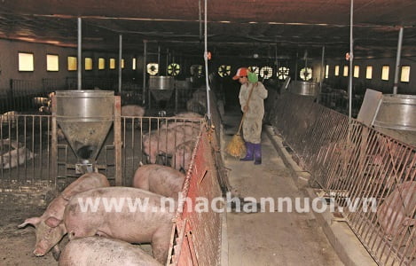 Sản xuất thịt lợn theo chuỗi: Doanh nghiệp còn nhiều khó khăn!