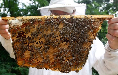 Những ‘sai lầm’ khiến mật ong Việt Nam xuất ngoại kém