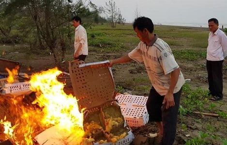 Nghệ An: Tiêu hủy 1.300 con vịt không có giấy tờ kiểm dịch